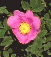 Nootka rose near Kane Road in Stagecoach Hill Reserve, 15 June 1980 Photo of Nootka rose